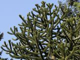 Araucaria araucana. Верхняя часть кроны взрослого дерева. Германия, г. Krefeld, ботанический сад. 16.09.2012.