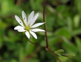 Stellaria longifolia