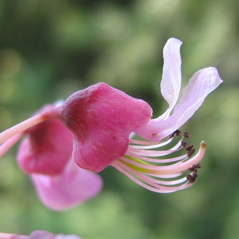 Image of Cercis canadensis specimen.