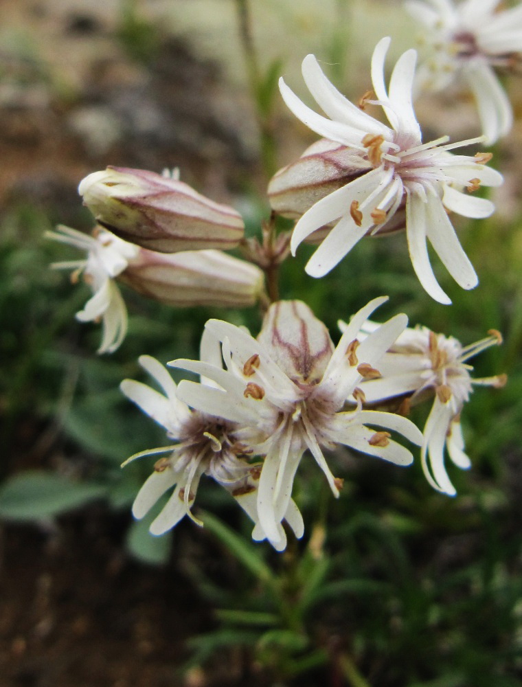 Image of Silene turczaninovii specimen.