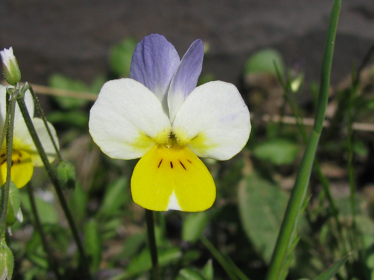 Изображение особи Viola lavrenkoana.