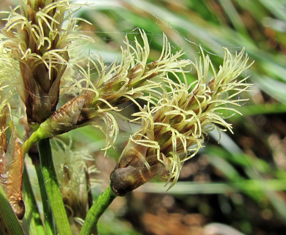 Изображение особи Eriophorum angustifolium.