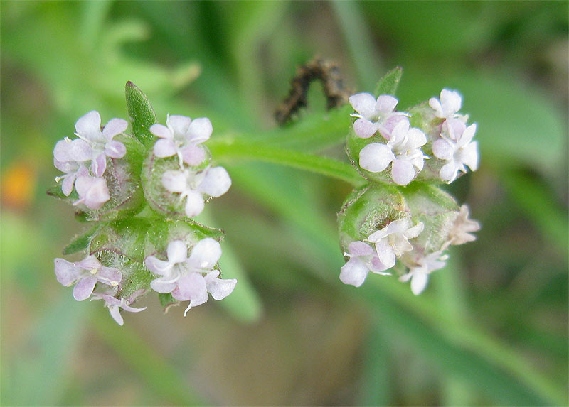 Изображение особи Valerianella vesicaria.