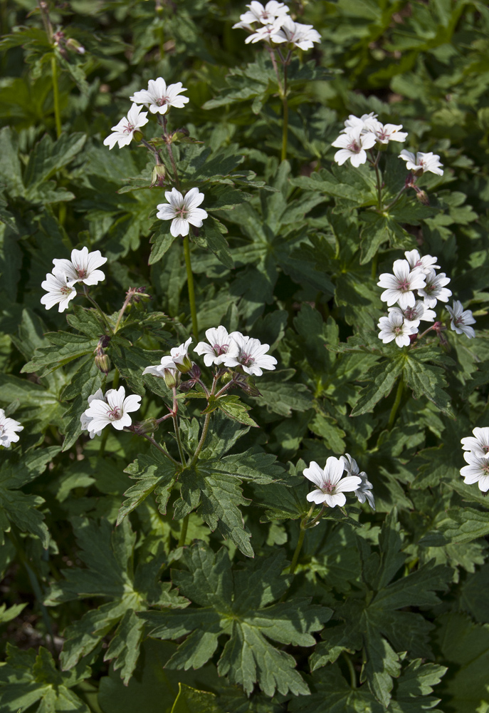 Image of Geranium krylovii specimen.