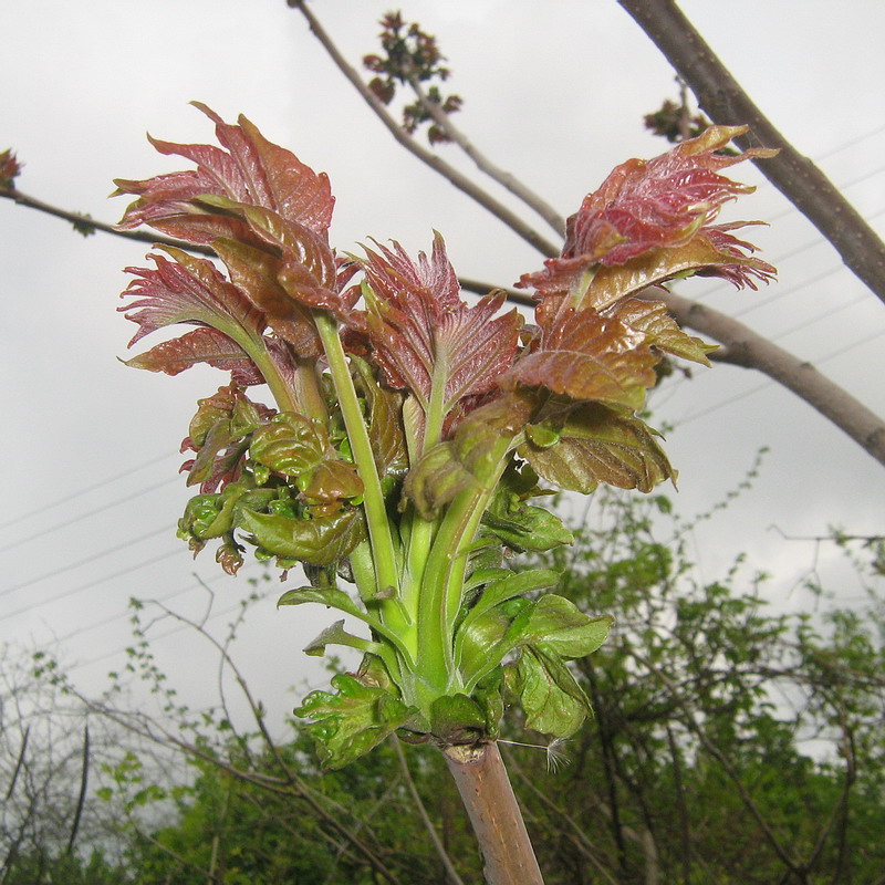 Image of Ailanthus altissima specimen.