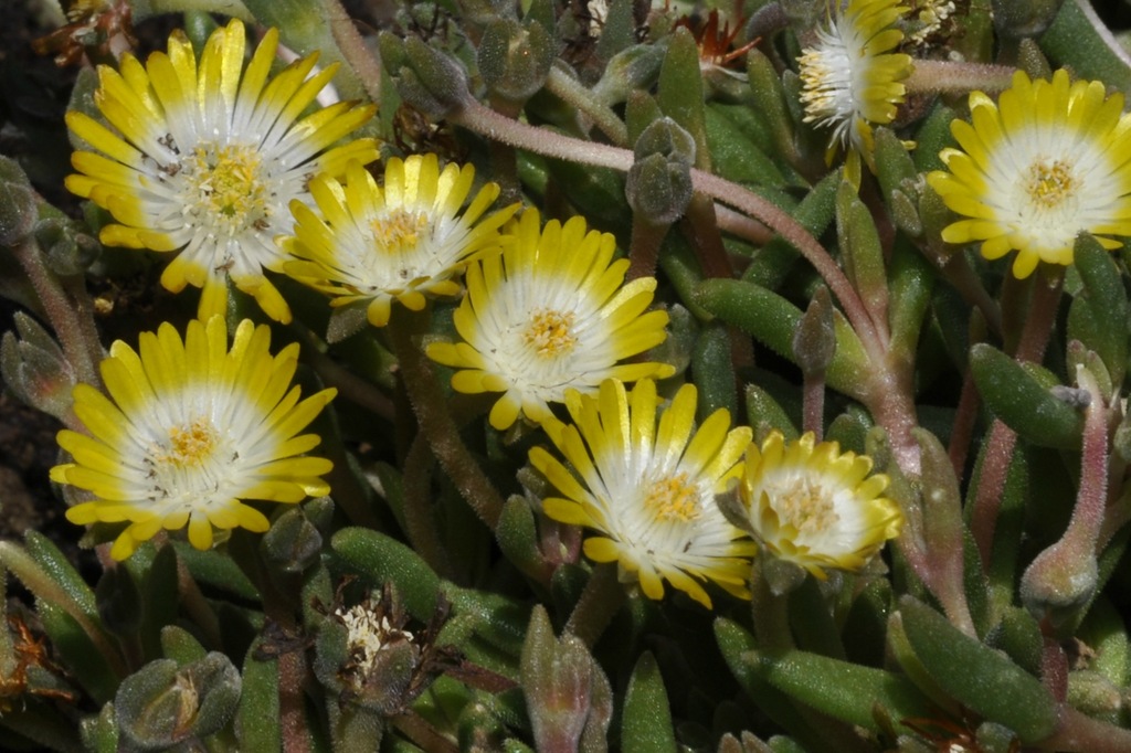 Image of genus Delosperma specimen.