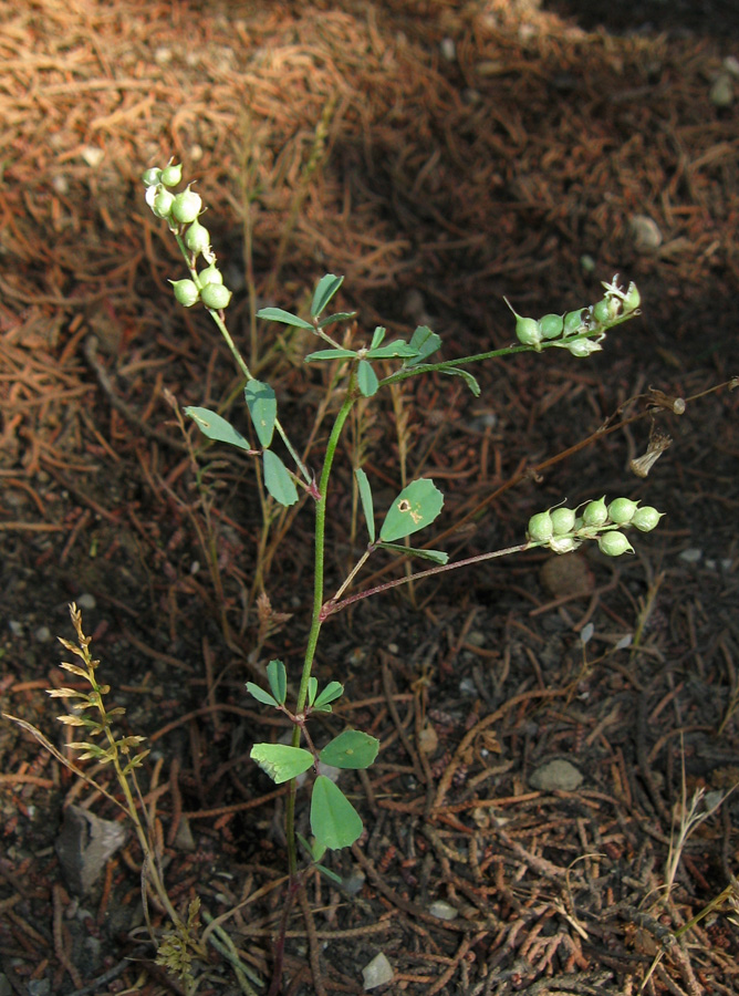 Image of Melilotus neapolitanus specimen.