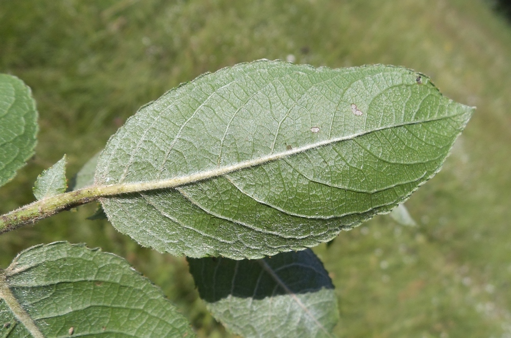 Image of Salix latifolia specimen.