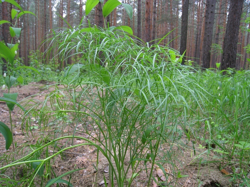 Image of Peucedanum morisonii specimen.