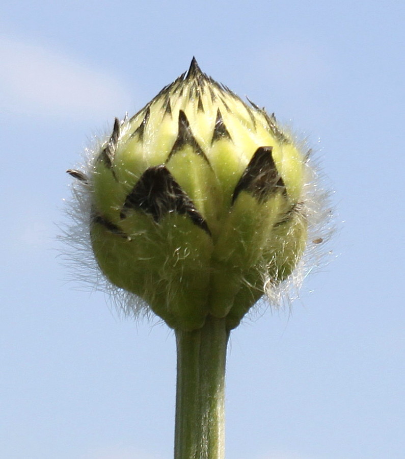 Изображение особи род Cephalaria.