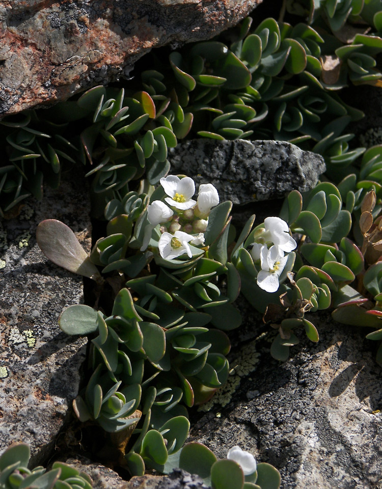 Изображение особи Eunomia rotundifolia.