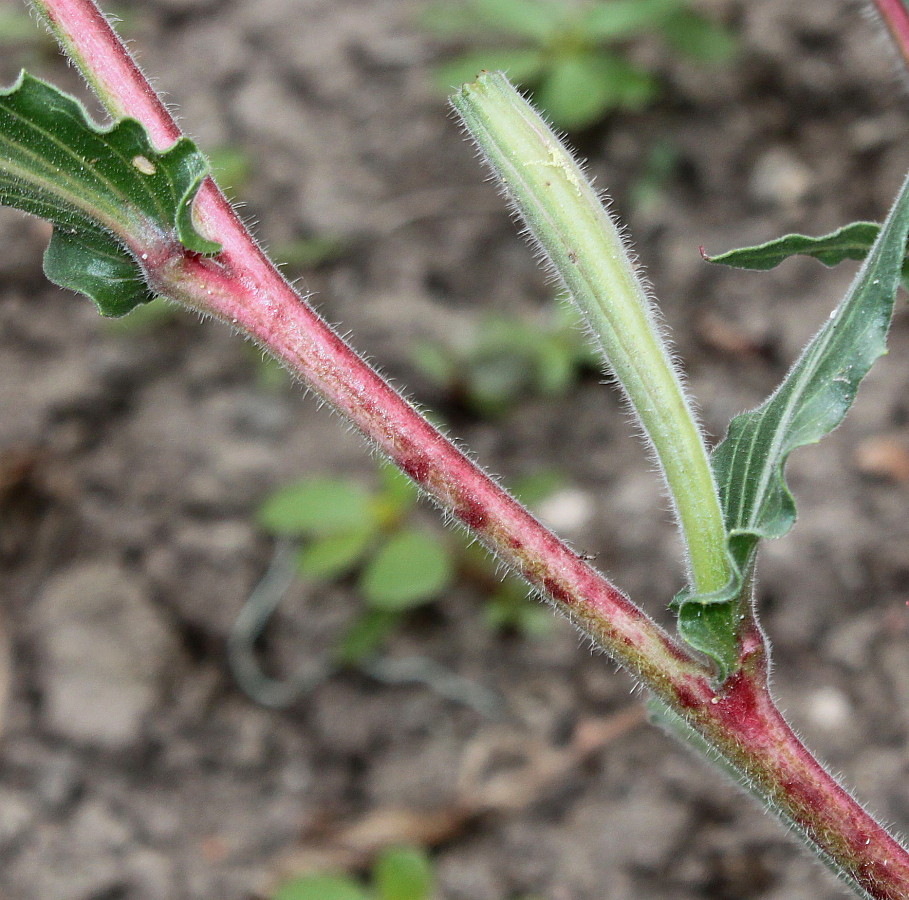 Image of Oenothera argillicola specimen.