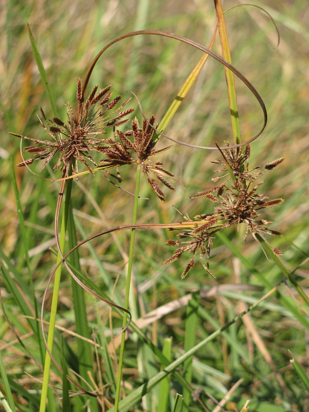 Image of Cyperus glaber specimen.