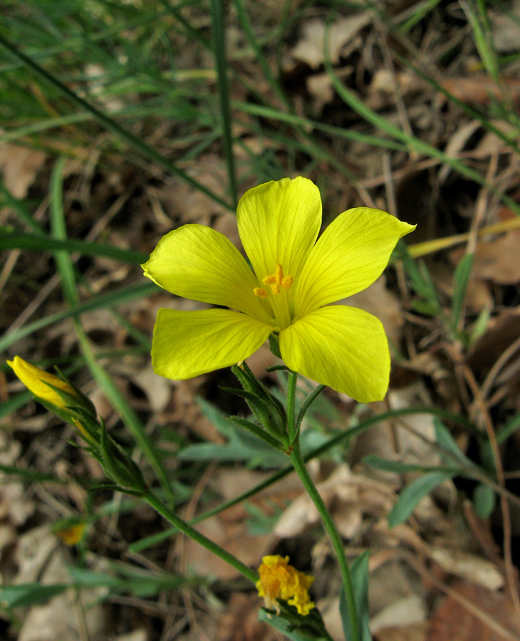 Image of Linum pallasianum specimen.