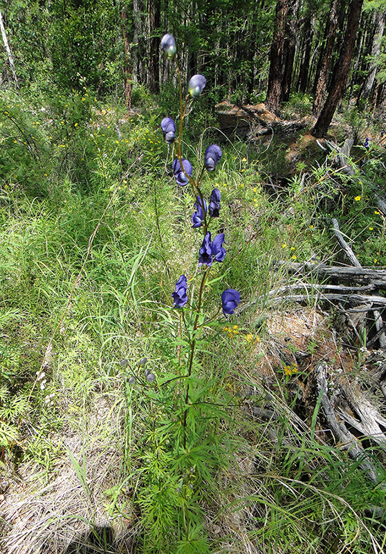 Image of Aconitum ambiguum specimen.