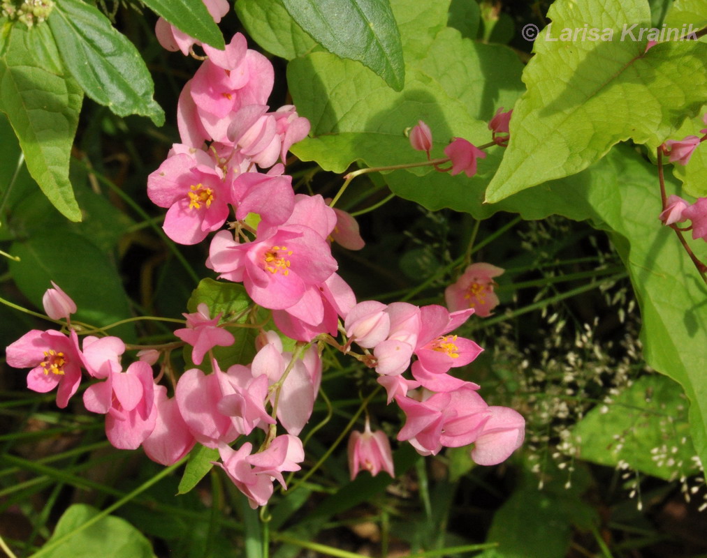 Изображение особи Antigonon leptopus.