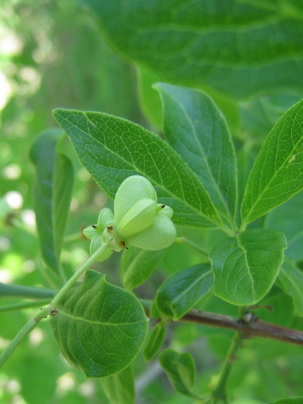 Image of Euonymus europaeus specimen.