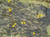 Utricularia vulgaris