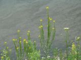 Erysimum hieraciifolium