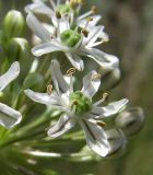 Allium decipiens