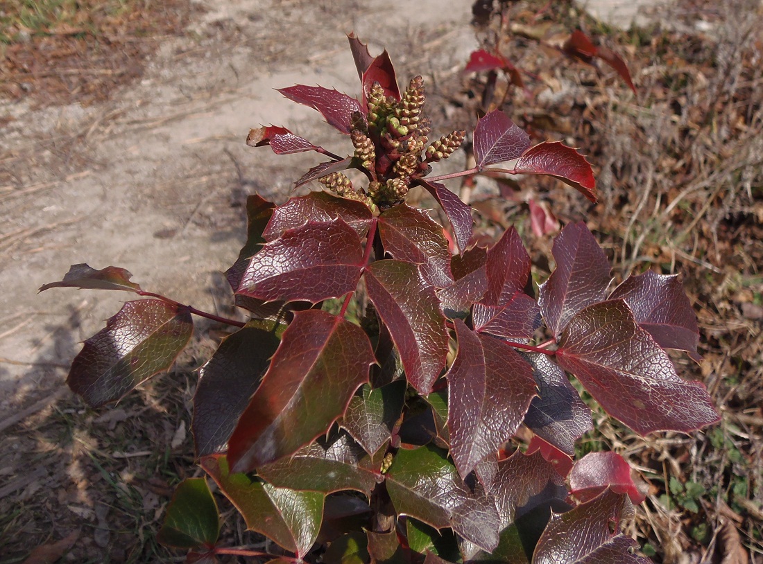 Image of Mahonia aquifolium specimen.