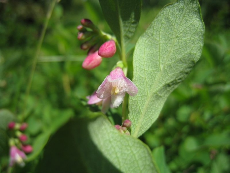 Image of Symphoricarpos albus var. laevigatus specimen.