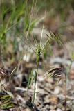 Aegilops biuncialis. Плодоносящее растение. Крым, Южный берег, гора Меганом. 07.05.2011.