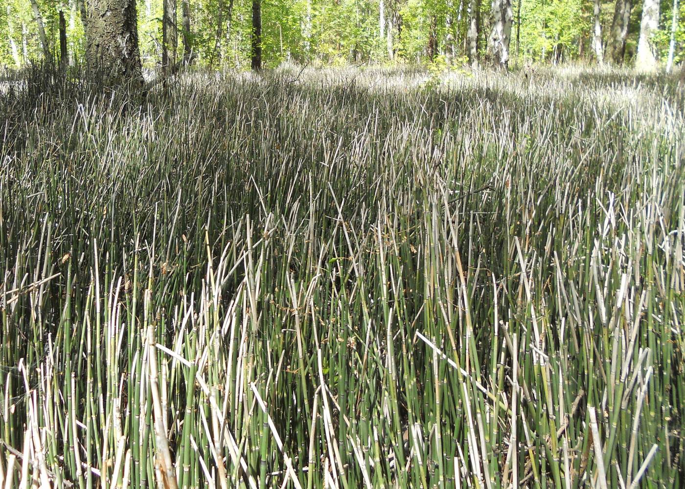 Изображение особи Equisetum hyemale.