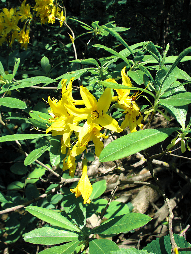 Image of Rhododendron luteum specimen.