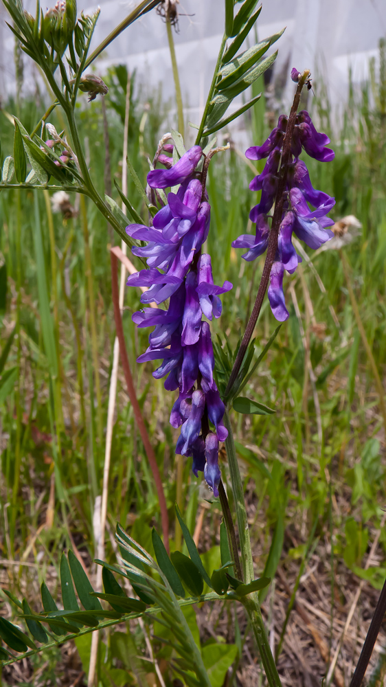 Image of Vicia cracca specimen.