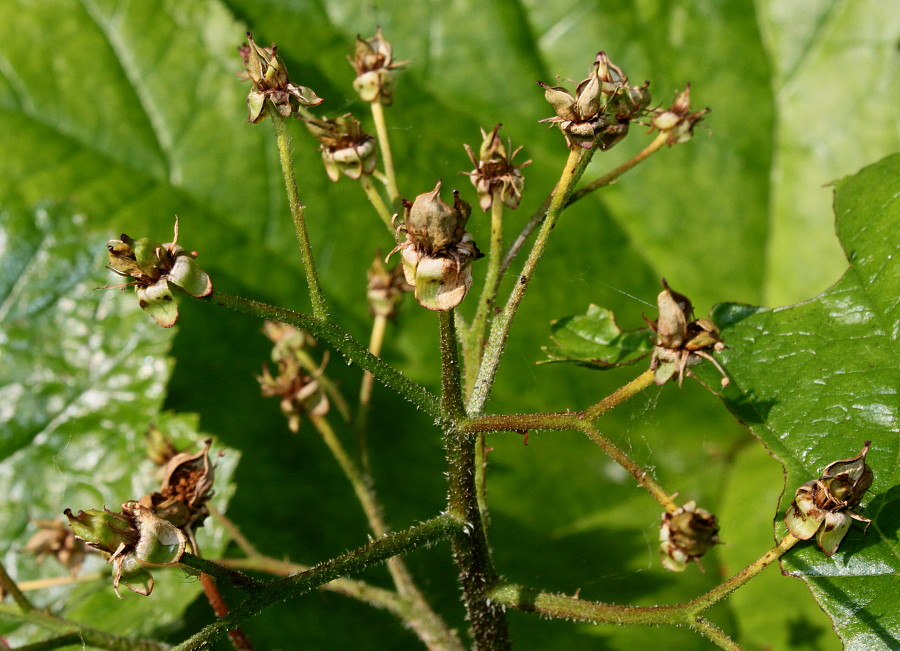 Изображение особи Darmera peltata.