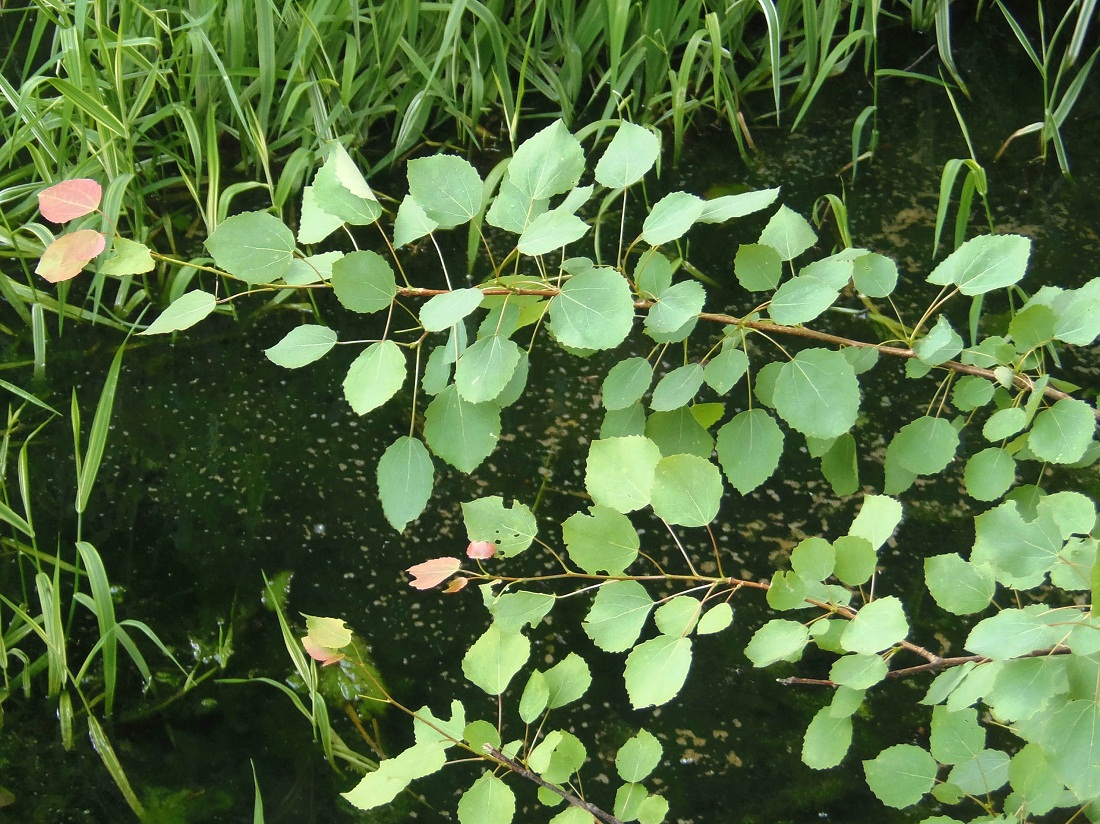 Image of Populus tremula specimen.