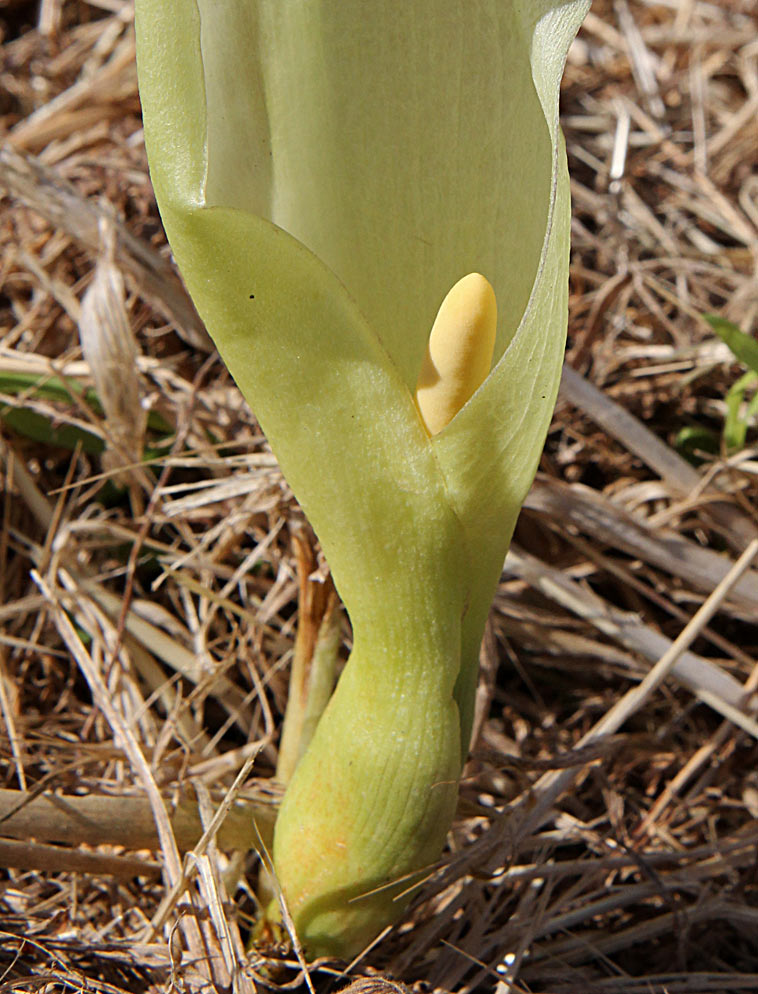 Изображение особи Arum italicum.