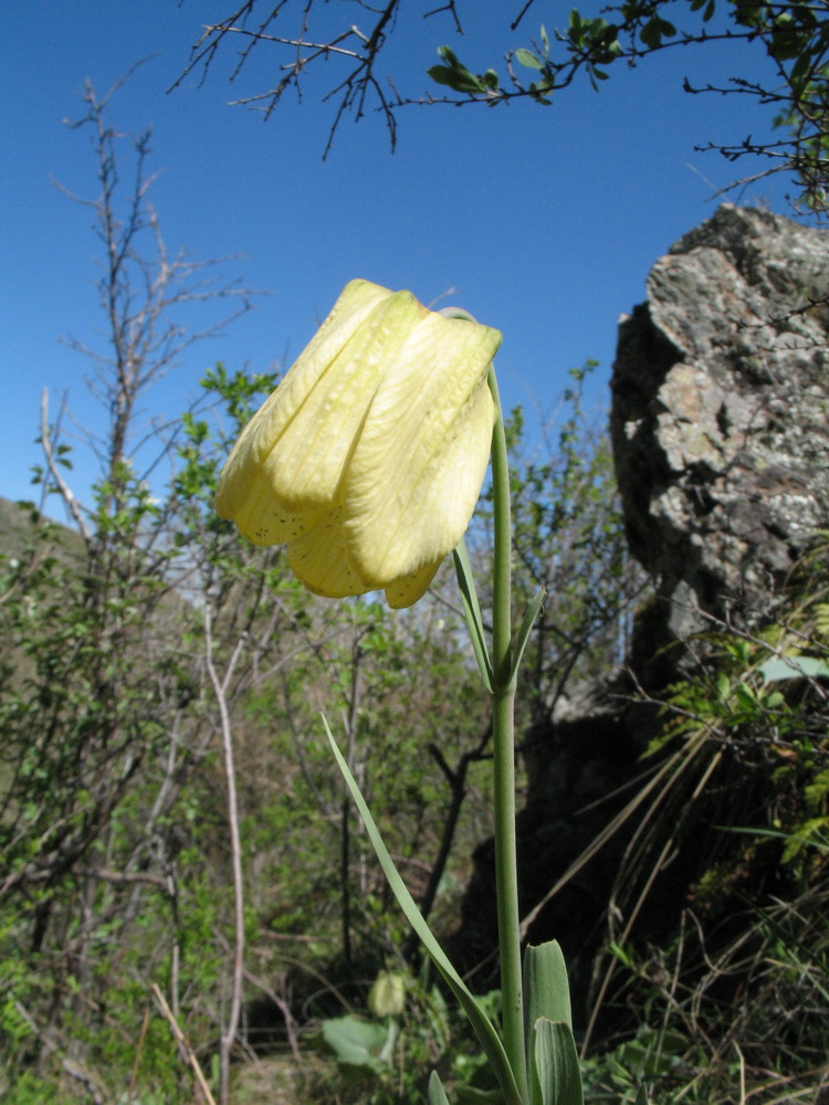 Image of Fritillaria pallidiflora specimen.