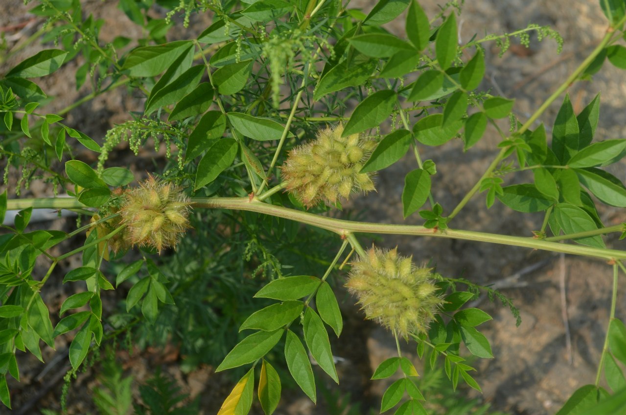 Image of Glycyrrhiza pallidiflora specimen.