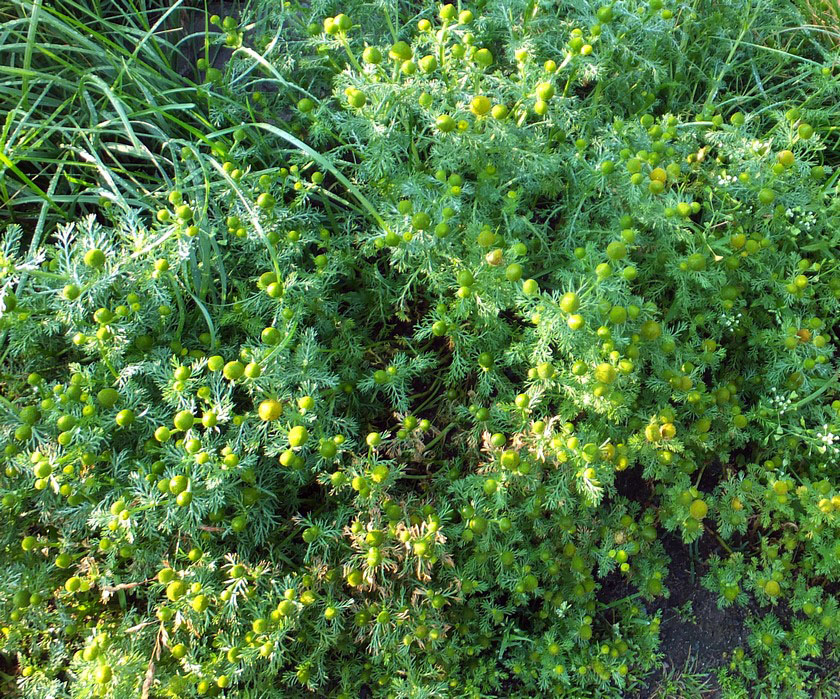 Image of Matricaria discoidea specimen.