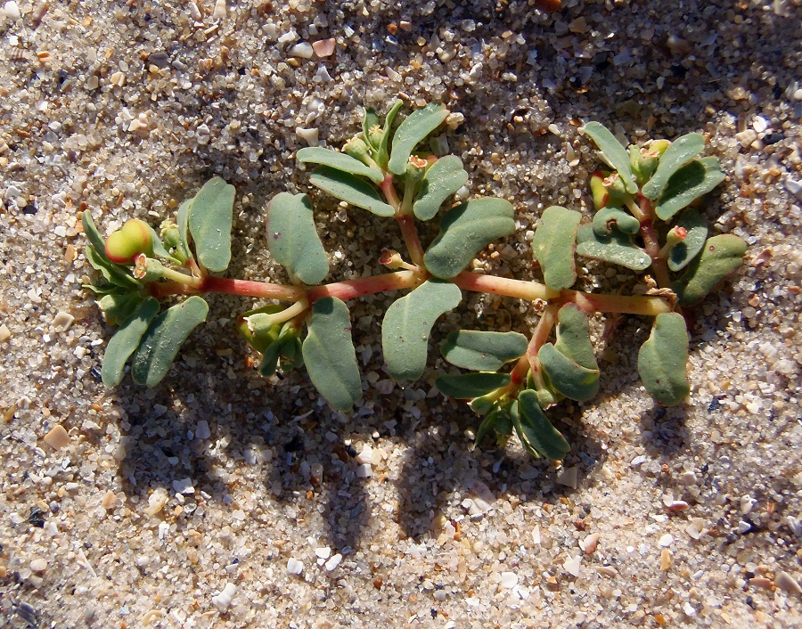 Image of Euphorbia peplis specimen.