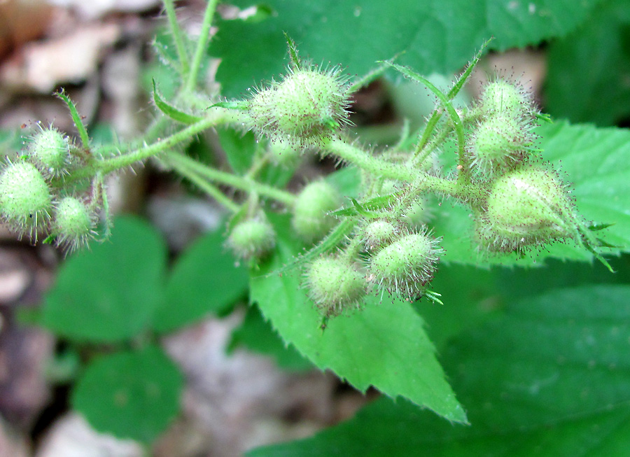 Изображение особи Rubus caucasicus.