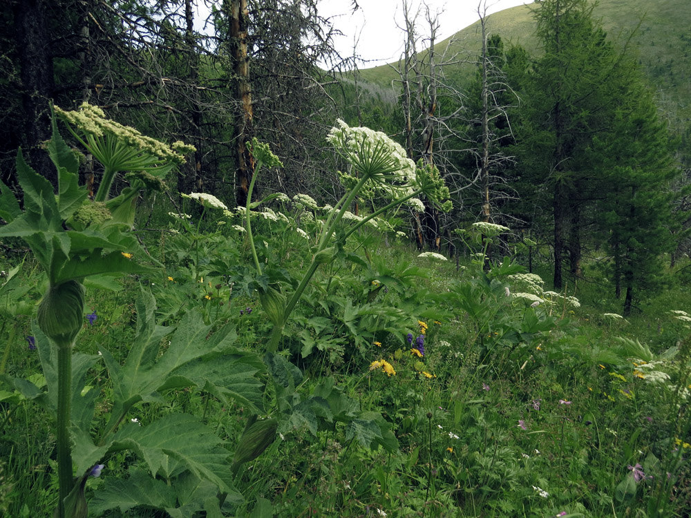 Изображение особи Heracleum dissectum.