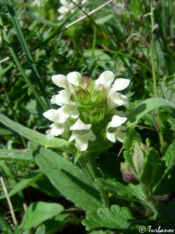 Image of Prunella laciniata specimen.