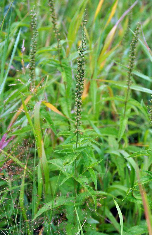 Image of Veronica longifolia specimen.