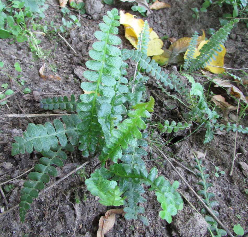 Image of Blechnum penna-marina specimen.