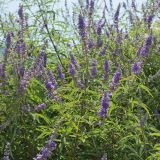 Vitex agnus-castus