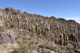 Trichocereus atacamensis