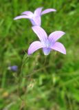 Campanula patula. Цветок с аномальным 4-членным венчиком. Польша, Беловежская пуща, луг. 25 июня 2009 г.