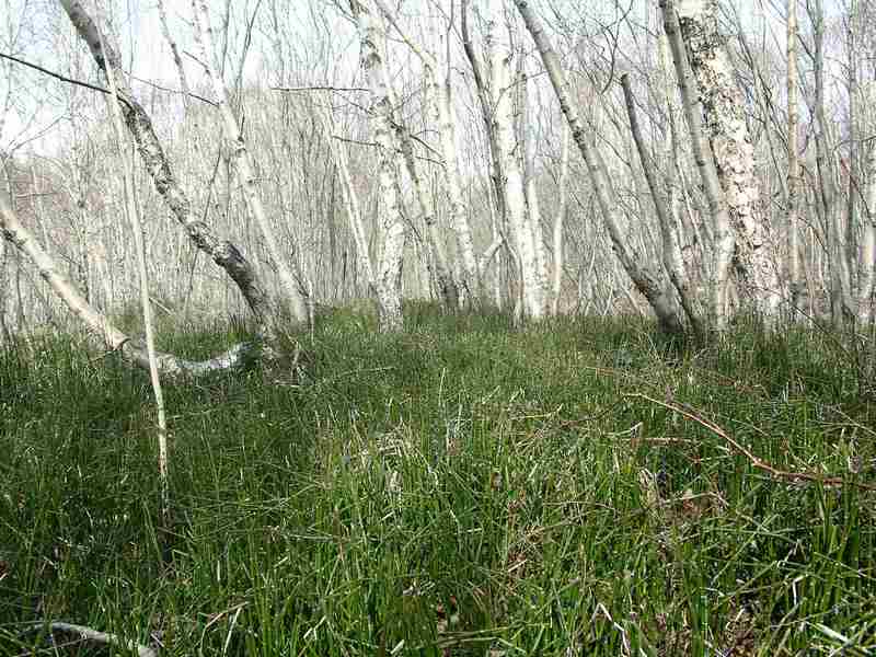 Image of Equisetum hyemale specimen.