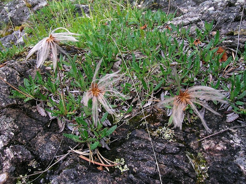 Изображение особи Dryas punctata.