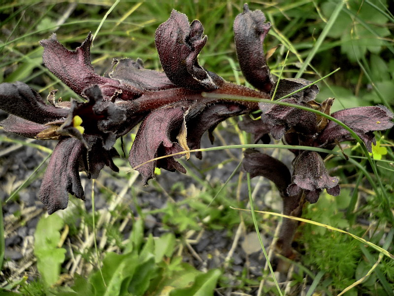 Image of Orobanche gamosepala specimen.