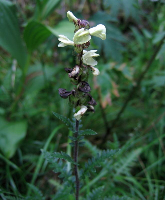 Image of Pedicularis brachystachys specimen.