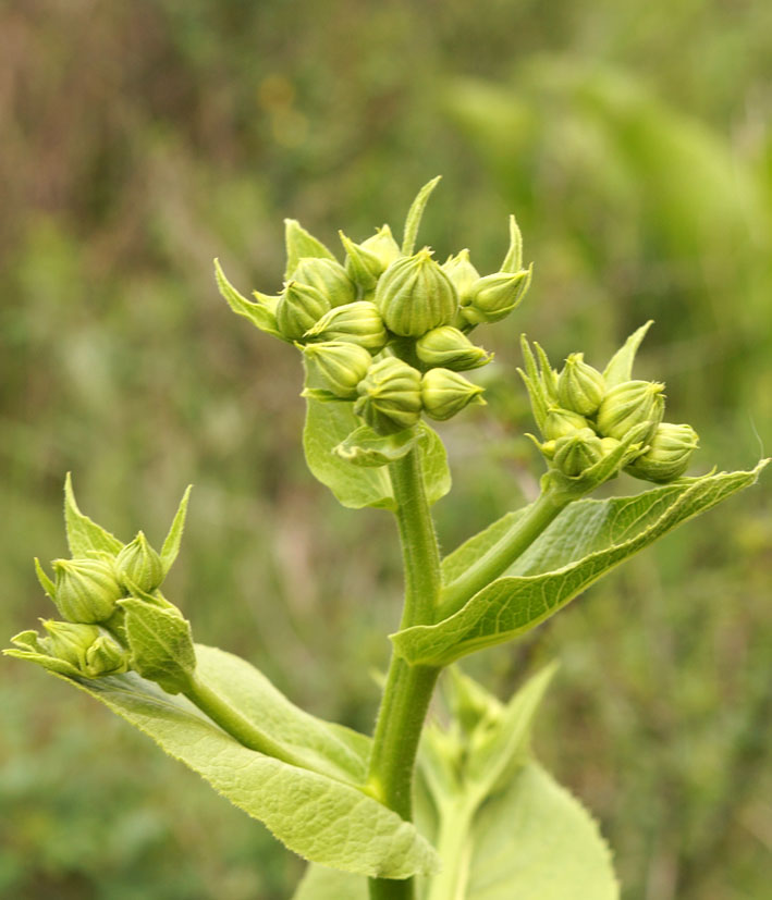 Image of Inula macrophylla specimen.